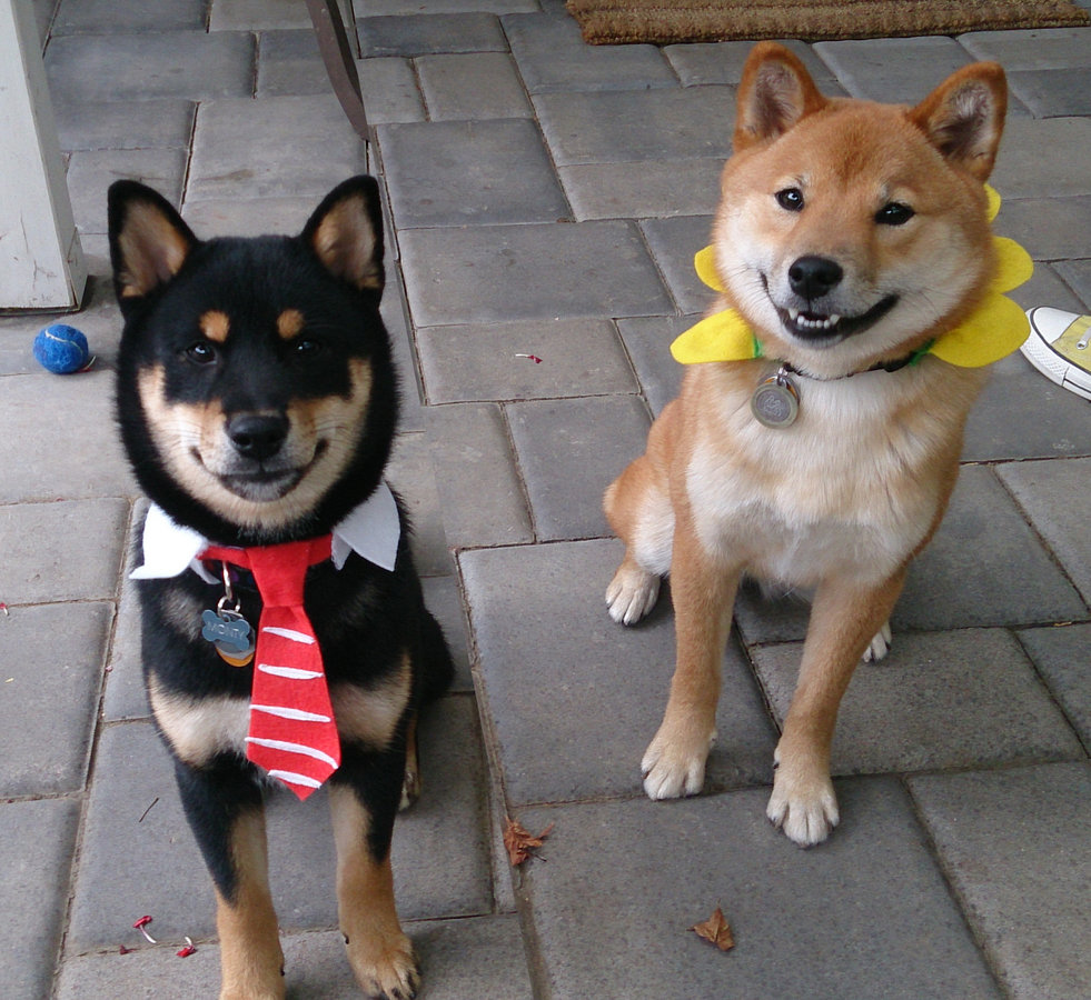 black and tan shiba with a necktie collar and a red shiba with a flower petal collar